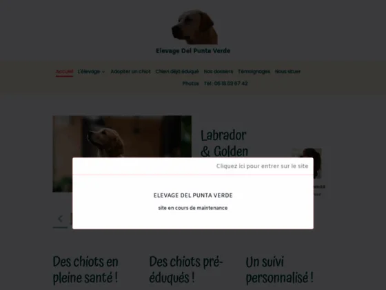 Elevage de Labrador et Golden Retriever