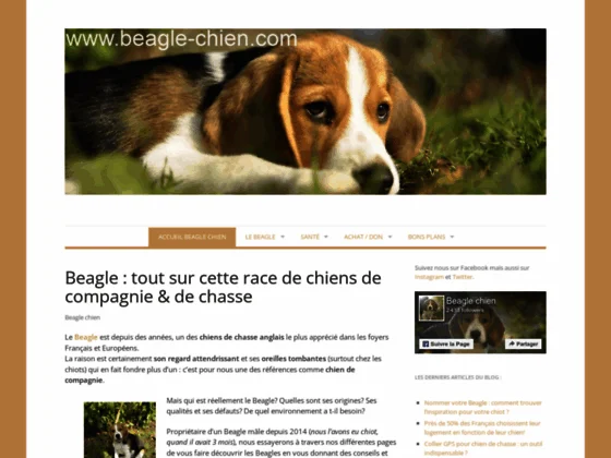 Découvrez les qualités du beagle