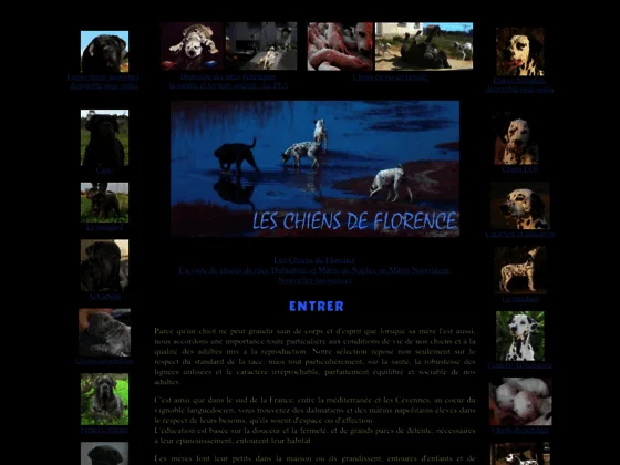 Elevage de chiens Dalmatien et Mâtin de Naples à Béziers