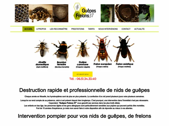 Destruction rapide nids de guêpes et frelons en Moselle (57)