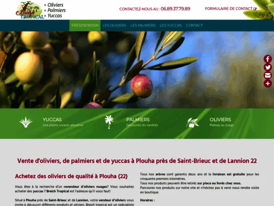 Vente de palmiers et d’oliviers nuage à Plouha (22)