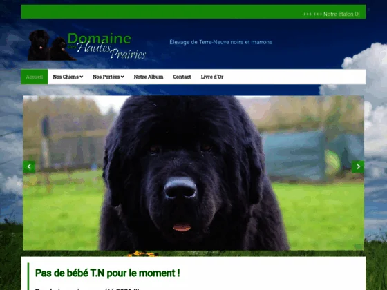 Elevage de chiens Terre-Neuve dans le Loir-et-Cher