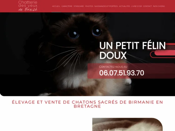 Chatterie des yeux de Breizh : élevage & vente chat sacré de Birmanie | Morbihan (56)