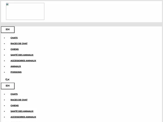 Chats et chatons en ville