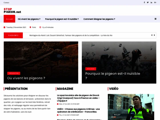 Répulsif contre pigeon