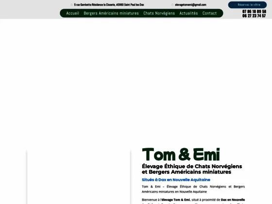 Berger américain miniature